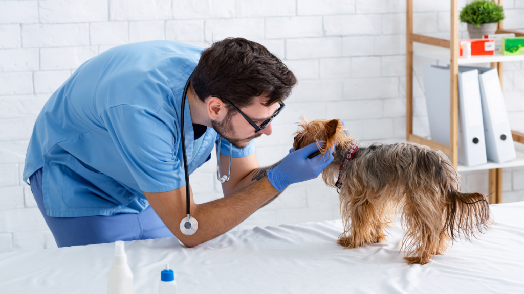 Veterinario orario continuato